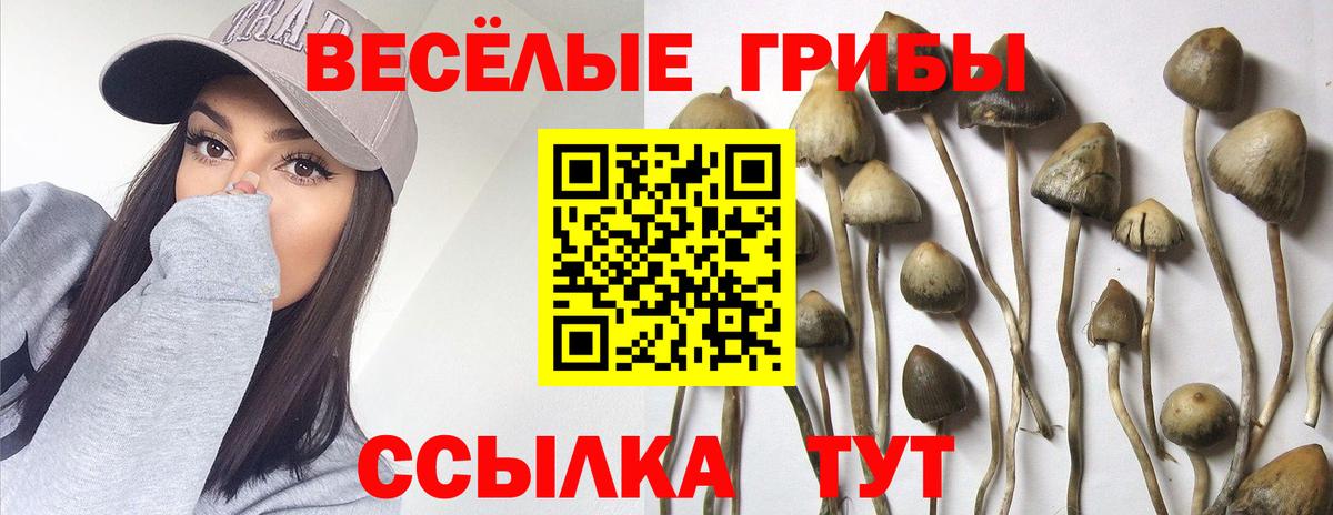 Псилоцибиновые грибы мицелий Кирово-Чепецк